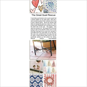 The Great Quail Rescue
