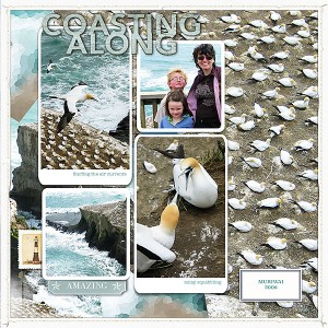 Gannets