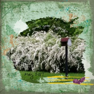Spirea