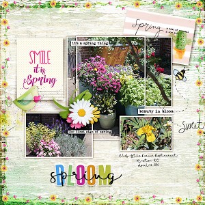 Spring Bloom