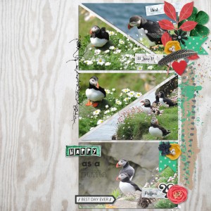 17jun22_puffins02