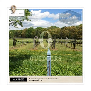 Grapevines