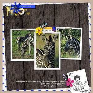 Zebra