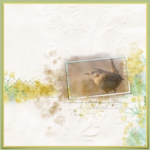 Little Wren