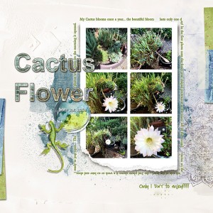 2018-Cactus-Flower