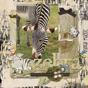 zebra