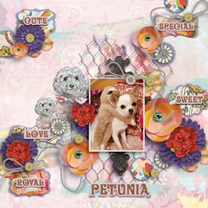 Petunia