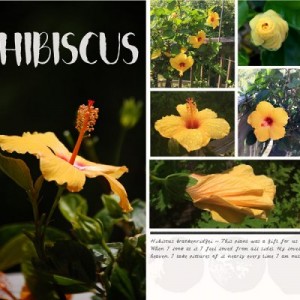 Hibiscus