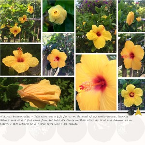 Hibiscus RS