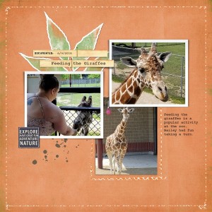 Feeding The Giraffes