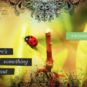 (photography-day 6) Wonder