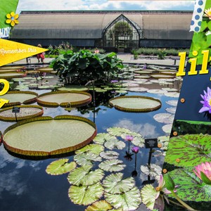 Longwood Gardens2 - So Many Lilypads