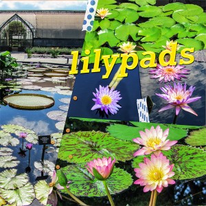 Longwood Gardens2 - So Many Lilypads_right