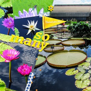 Longwood Gardens2 - So Many Lilypads_left