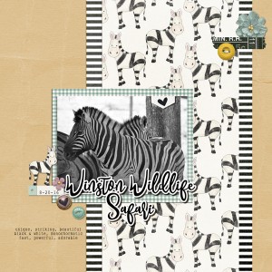 Wildlife Safari Zebra