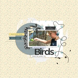Feeding Birds