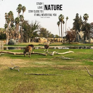Nature