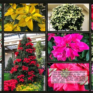 MOC Day3 - Grid Style - Longwood Gardens Poinsettias