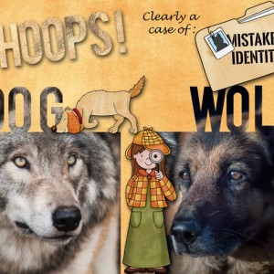 January-12-Cropped-Hidden-Photo-as-Title-Dog-Wolf