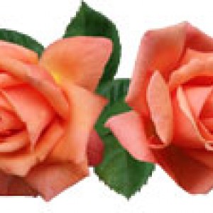 Original rose photo