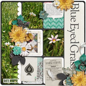 Blue Eyed Grass