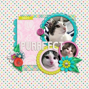 purrfect