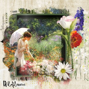Wilsflowers