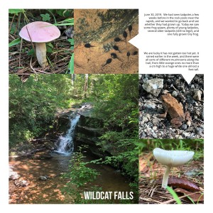 Wildcat Falls