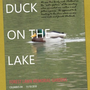 Duck-on-the-Lake