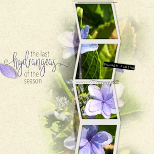 Christa_AccordianFoldFrames_Hydrangeas