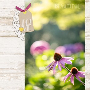 Echinacea And Bees