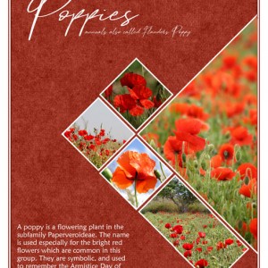 Nov-2019-Monthly-Muse-Week-1---Poppies