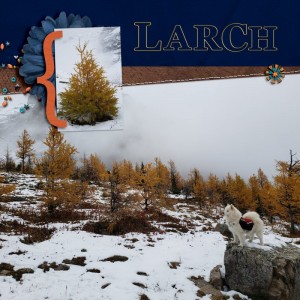 Larch Trees