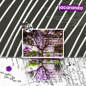 Jacarandá Porteña