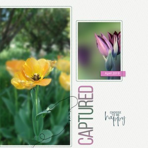 My pretty tulips