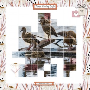 Plumed Whistling Ducks