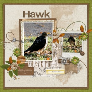 MOC 8 Day 12 Hawk