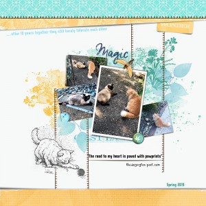 2020-MOC-day-16-Qoute-cats