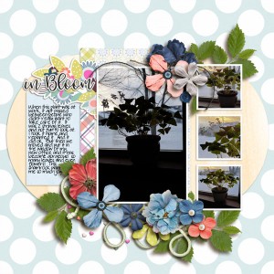 Fdd_ffPlayItAgain21-tlp-bloomandgrow