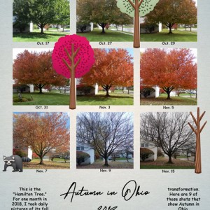 MOC-20_Autumn-in-Ohio