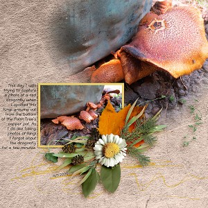 MOC21_Organic-Botanicals_Fungi