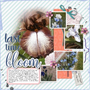 Iris-bloom