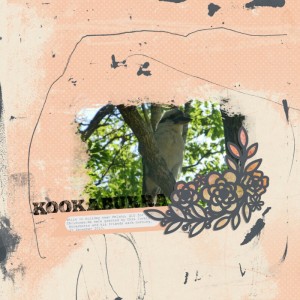 Day 30 - Kookaburra