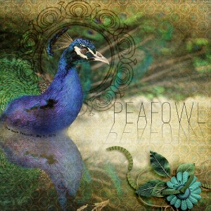 Peafowl