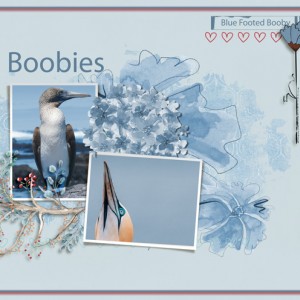 Boobies