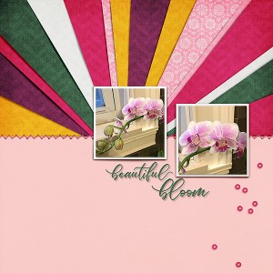 18.05 - Beautiful Bloom