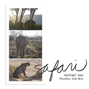 Safari