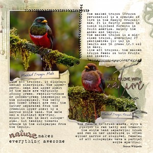 NBK-Design March Recipe Challenge - Masked Trogon