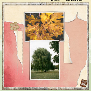 The-Oak-and-The-Willow