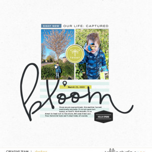 Bloom